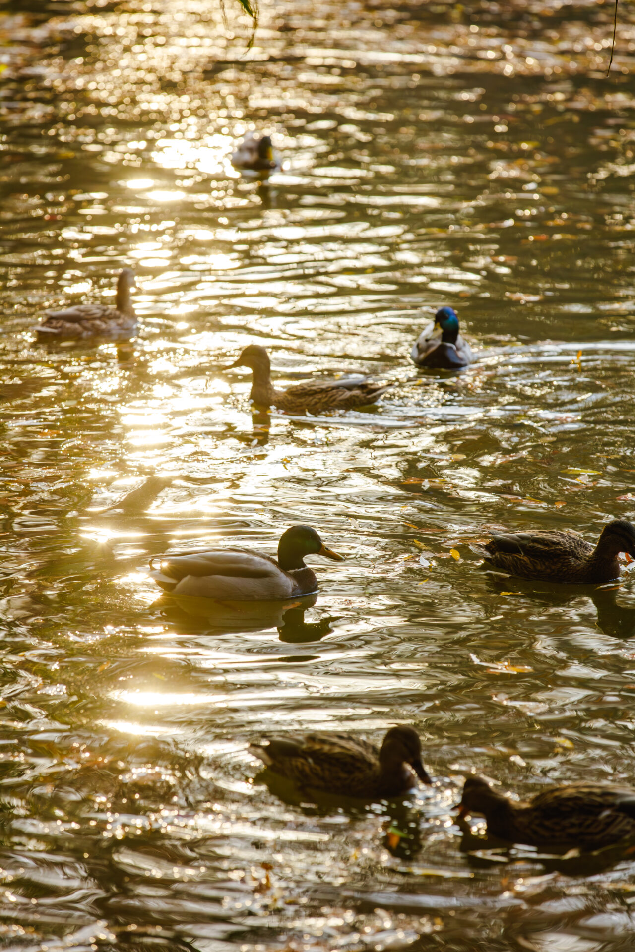 Центральный парк отдыха Алматы