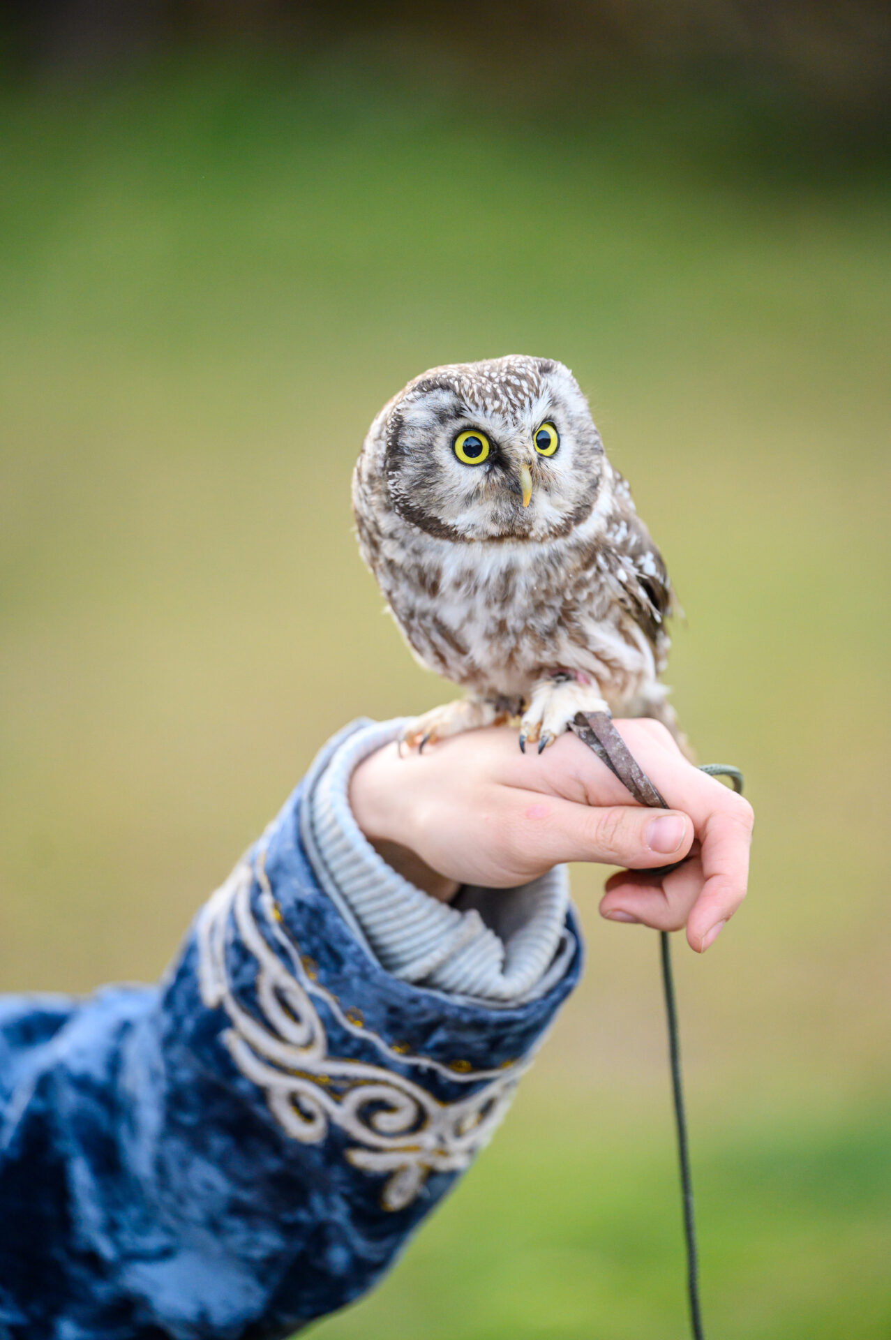 Соколиный питомник «Сункар»