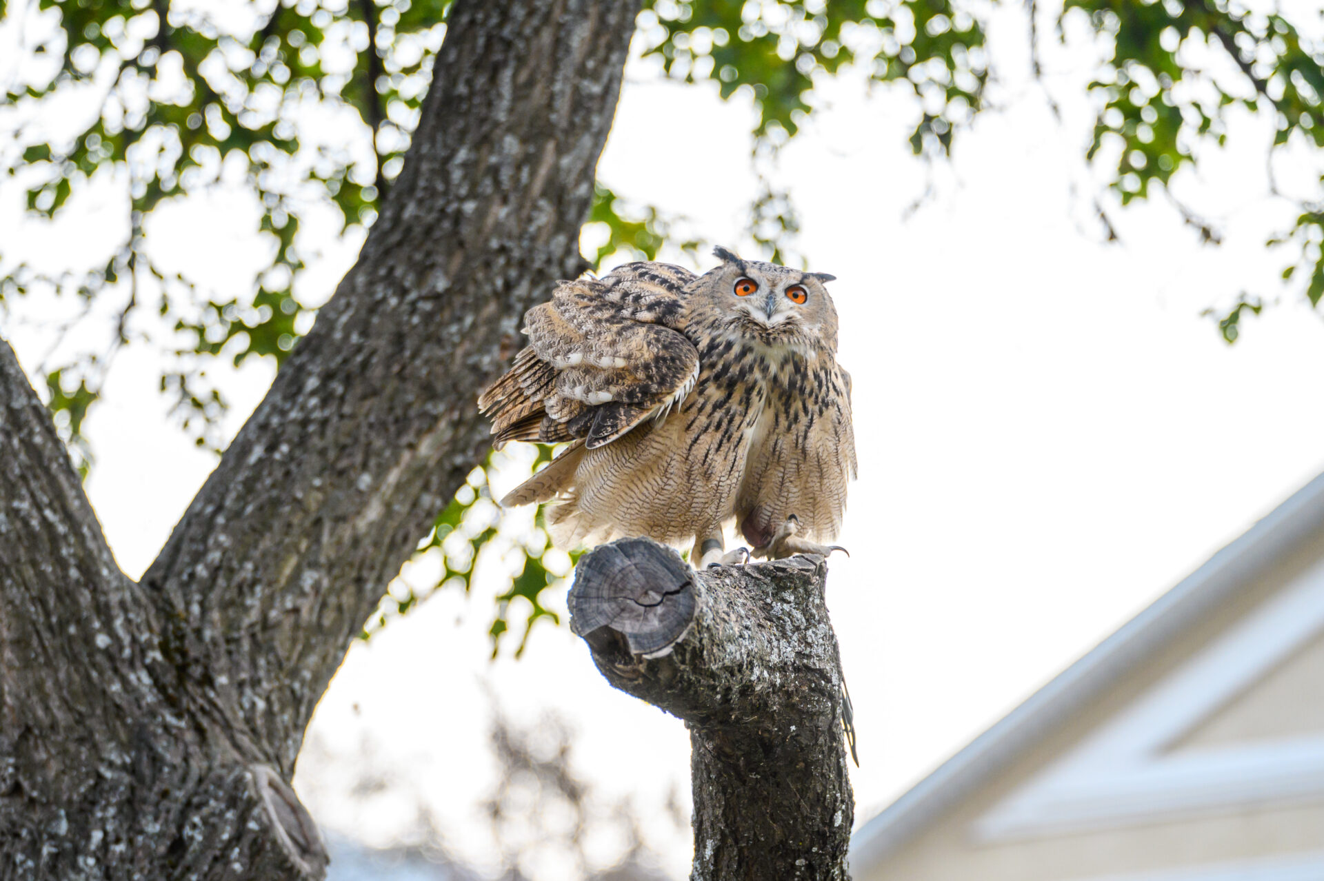 Соколиный питомник «Сункар»